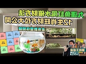 魚 數量 風水